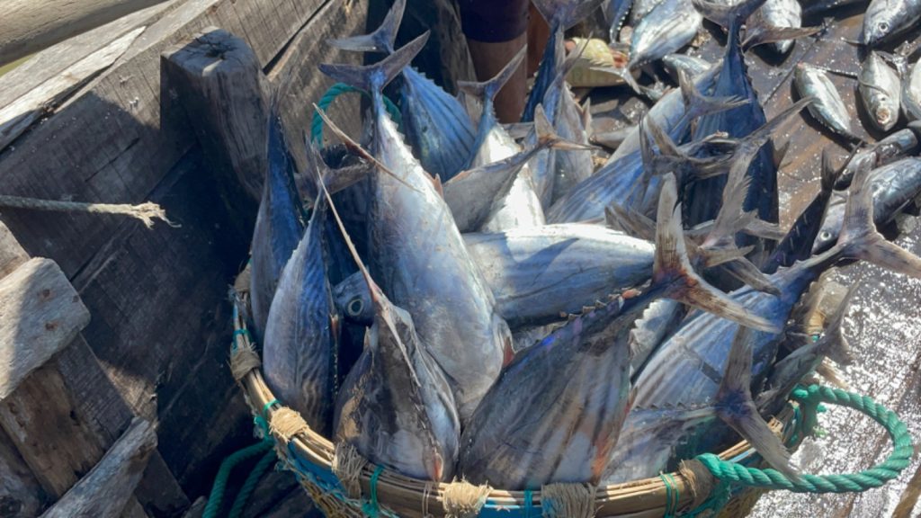 Tuna Fish 1