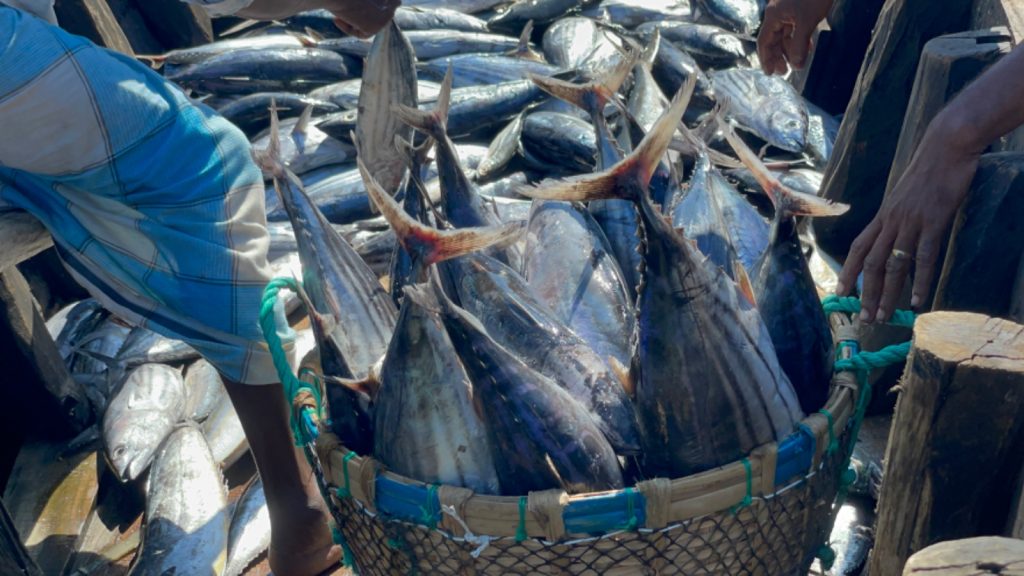 Tuna Fish 3
