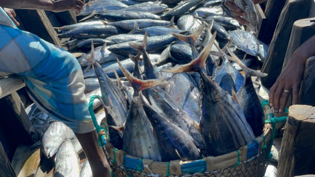 Tuna Fish 4
