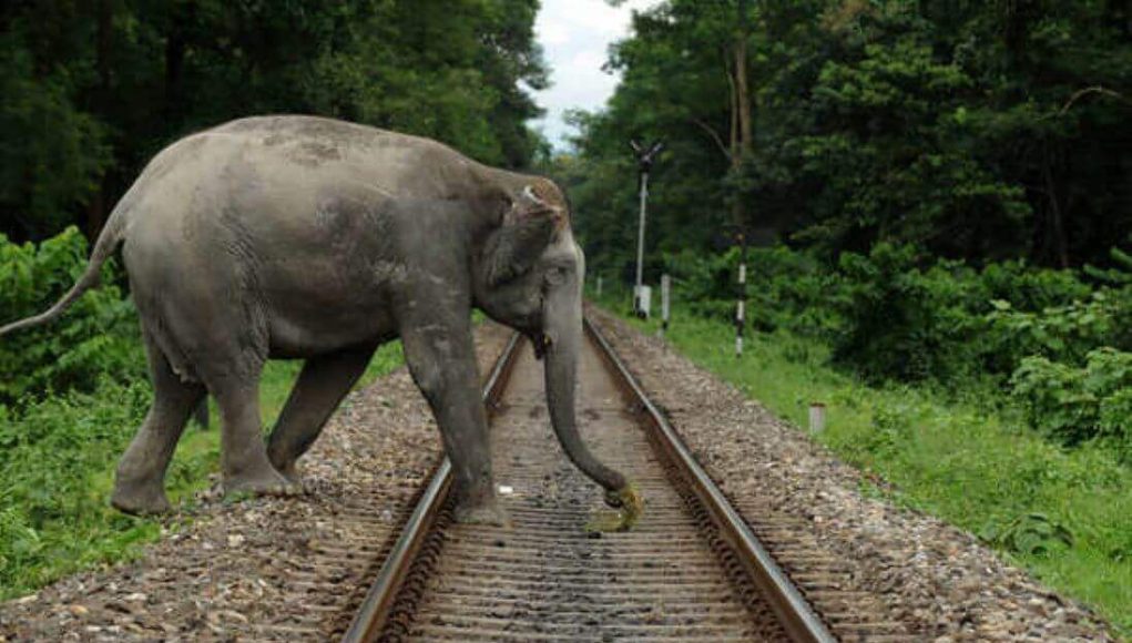 rail line may cause Asian elephants rail line may cause Asian elephants