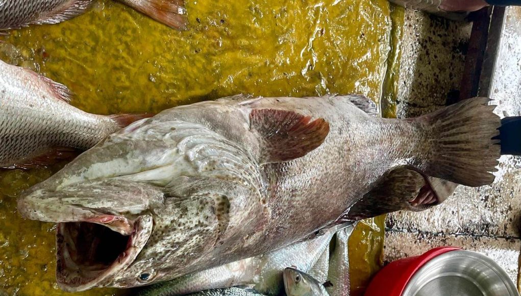 Bhol Fish-1