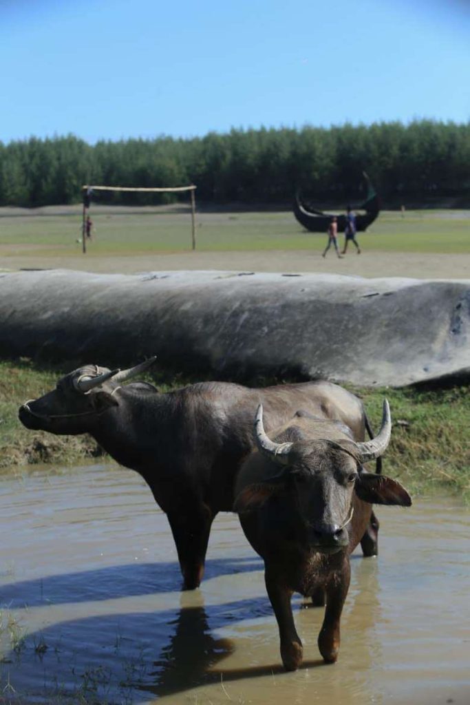 Buffaloes 1