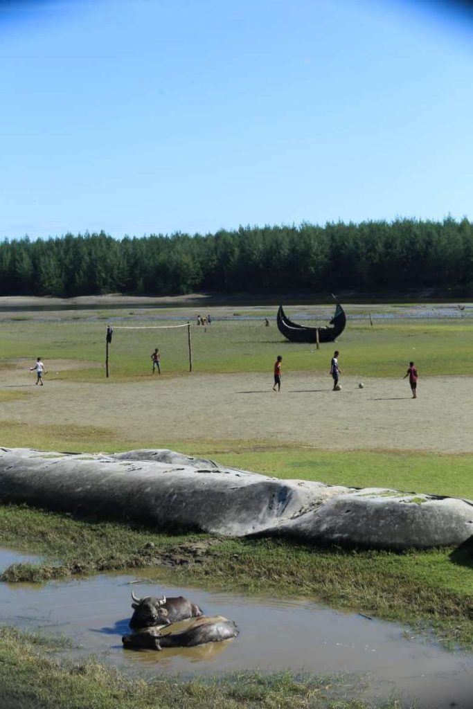Buffaloes 2