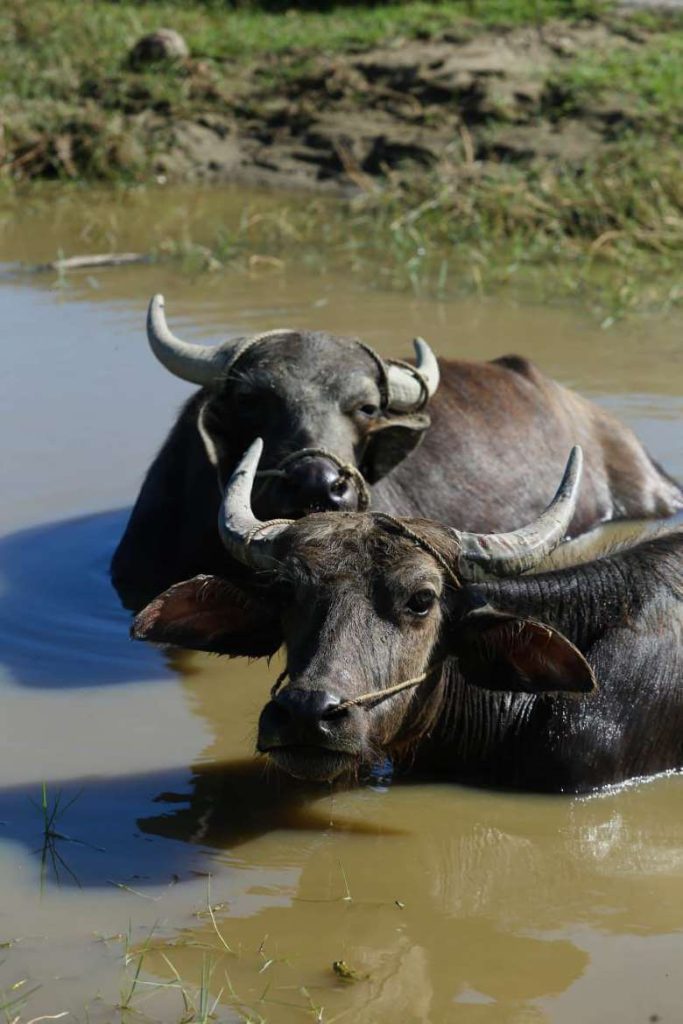 Buffaloes 3