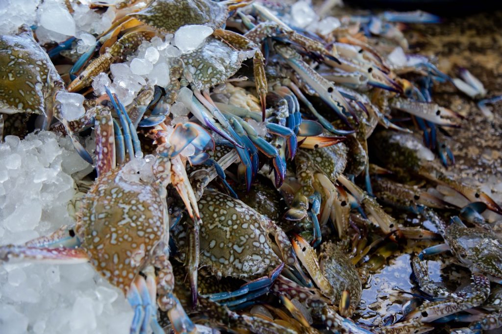 Crab 1