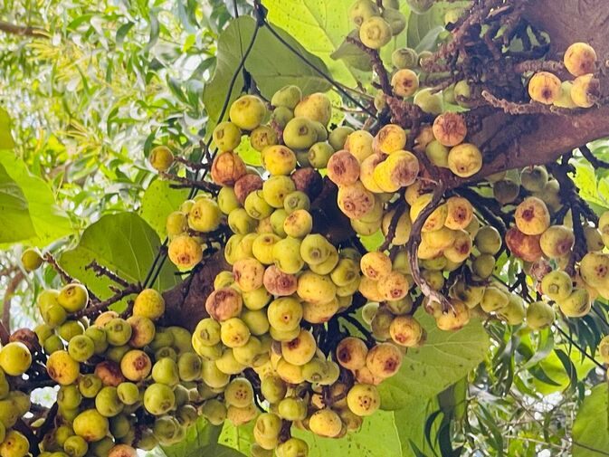 Figs 2
