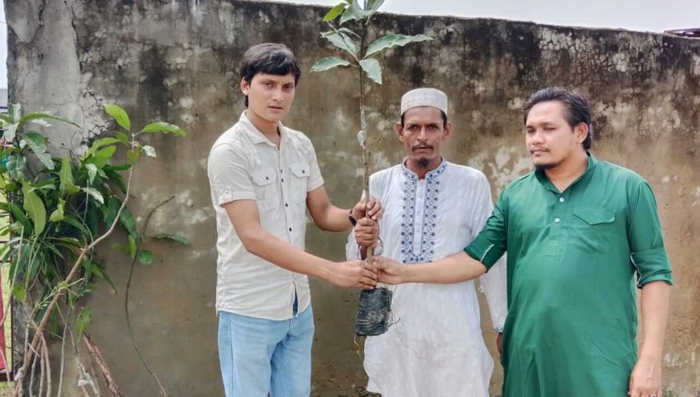 Tree Sapling-1