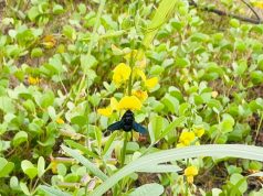 Bees Collecting Nectar From Atoshi Flowers