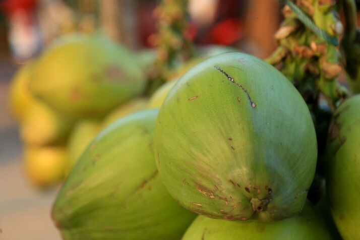 Green Coconut 2 optimized 100