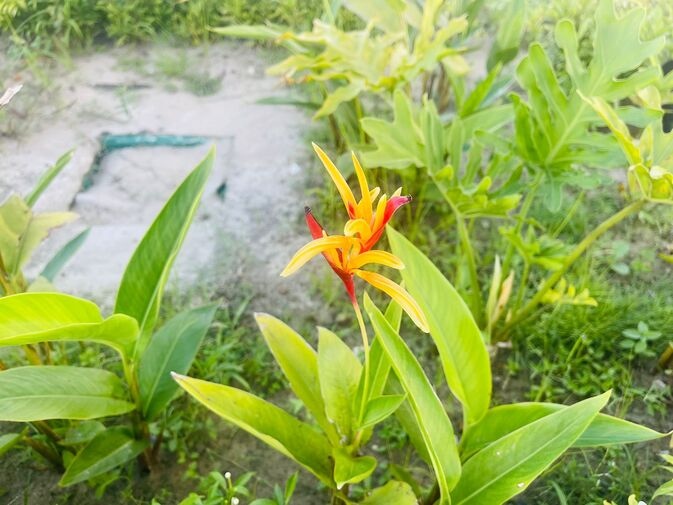 Heliconia 2 optimized 100