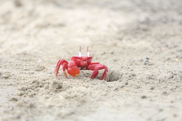 Red Crab 4 optimized 100