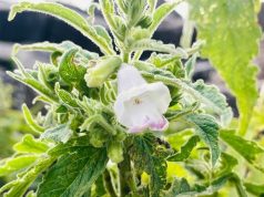 Sesame Plants Bloom Along Marine Drive
