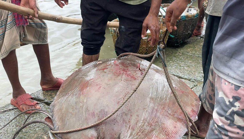 Shapla Pata Fish 2-1