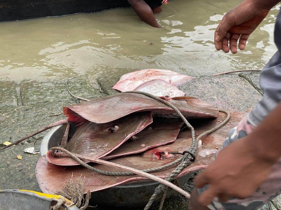 Shapla Pata Fish 3 1