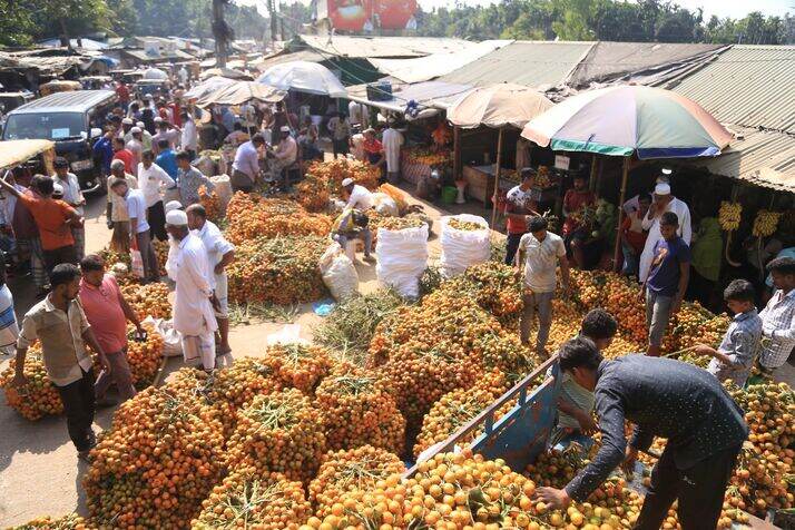 Areca_optimized_100