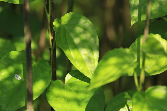 Betel leaf 4 optimized 100