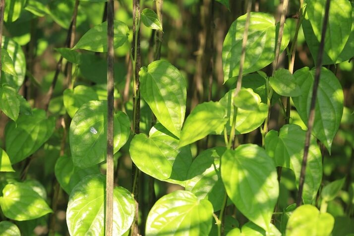 Betel leaf optimized 100