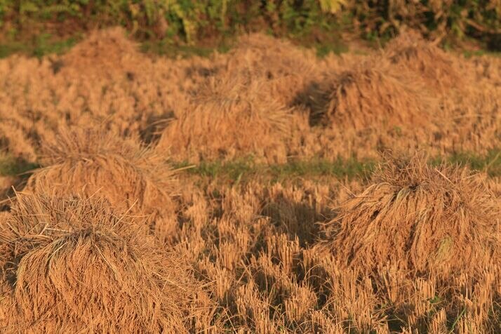 Farmer 3 optimized 100