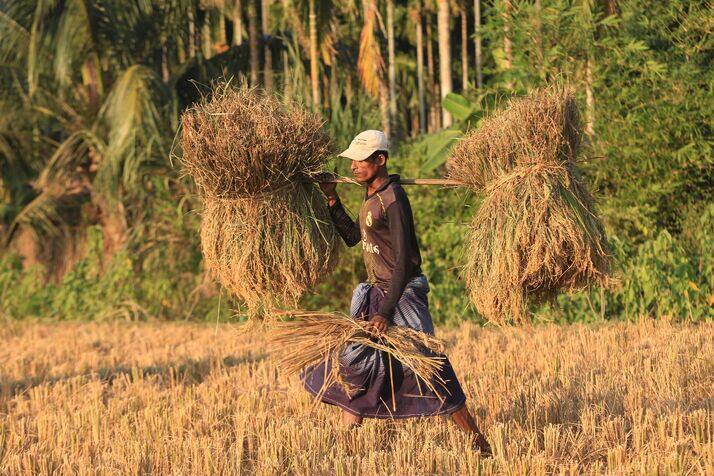 Farmer optimized 100
