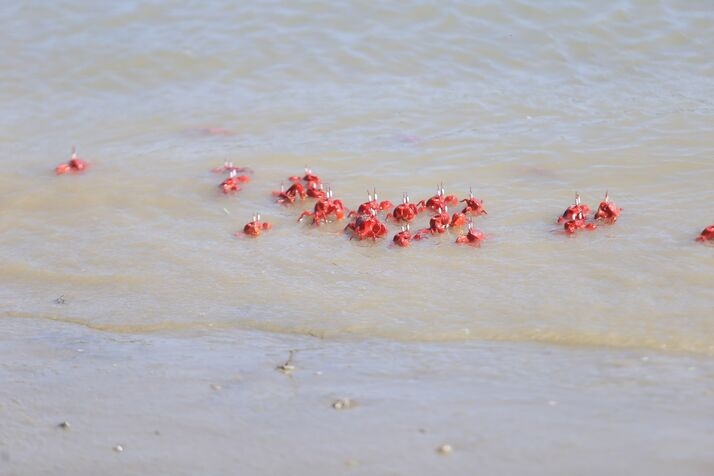 Red Crab 2 optimized 100 1