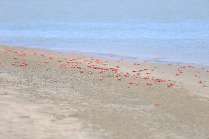 Red Crab 3 optimized 100 1