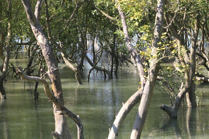 Swamp 2 optimized 100