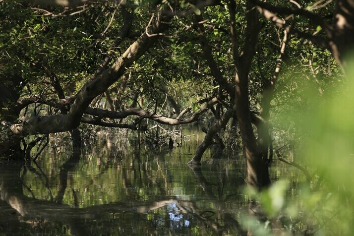 Swamp 3 optimized 100