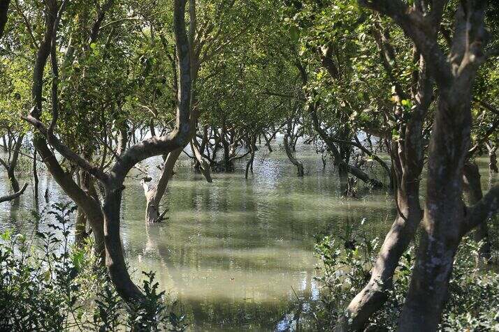Swamp 4 optimized 100