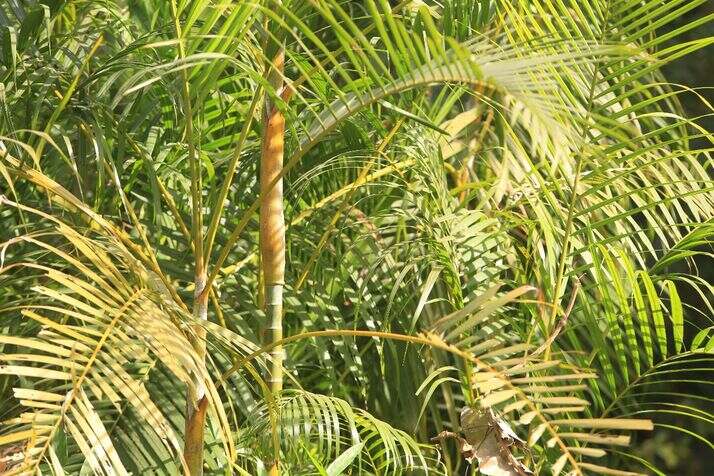 Areca Palm 2 optimized 100