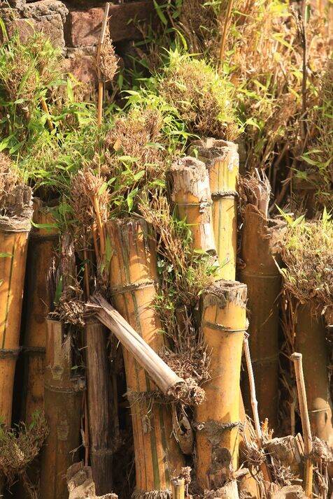 Areca Palm optimized 100