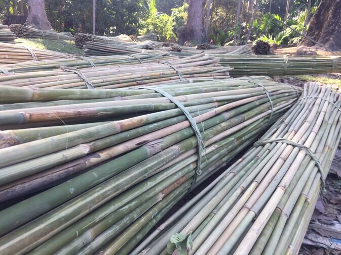 Bamboo 5 optimized 100