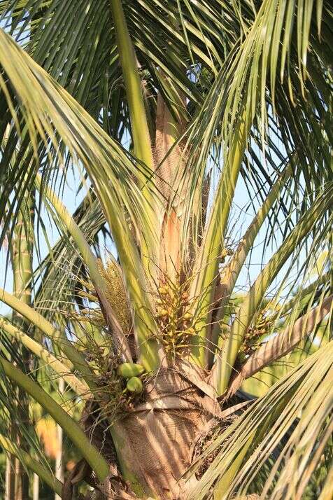 Coconut 1