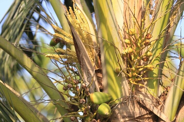 Coconut 2