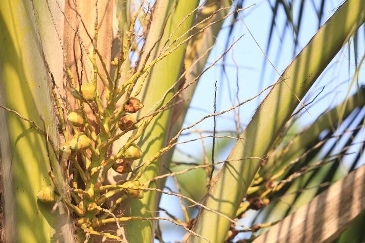Coconut 4