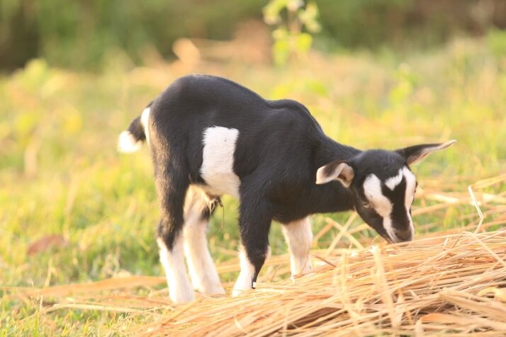 Goat 3 optimized 100