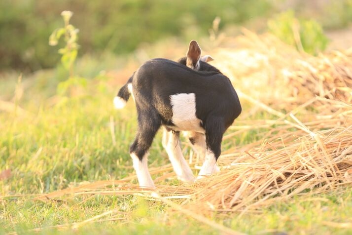 Goat optimized 100