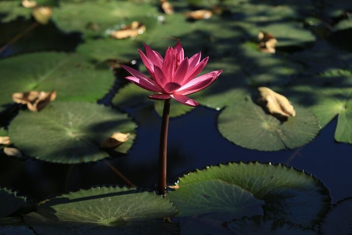 Pink Padma 1