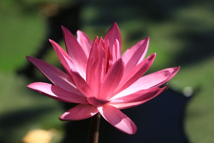 Pink Padma 2
