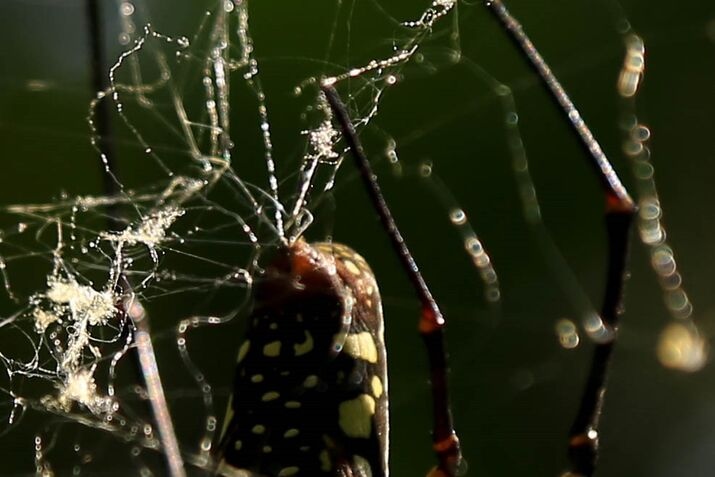 Spider 1 optimized 100