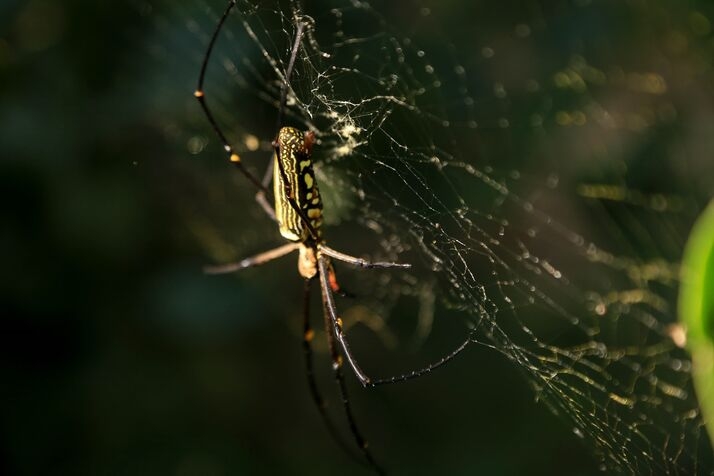 Spider 2 optimized 100