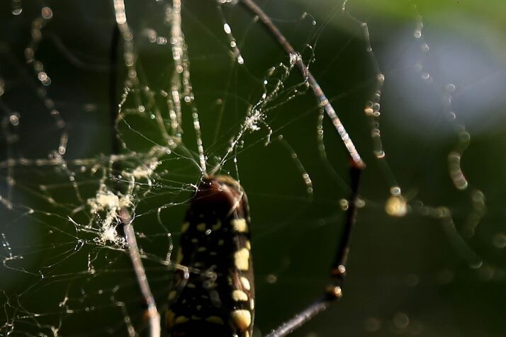 Spider 3 optimized 100