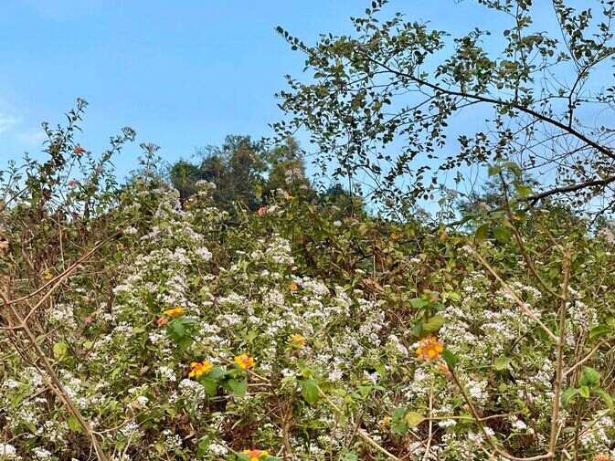 flowers_optimized_100