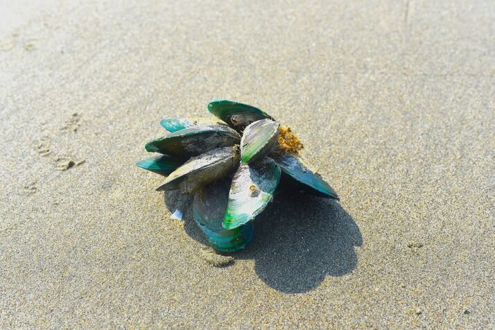 green mussels 2 optimized 100