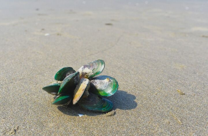green mussels 3 optimized 100