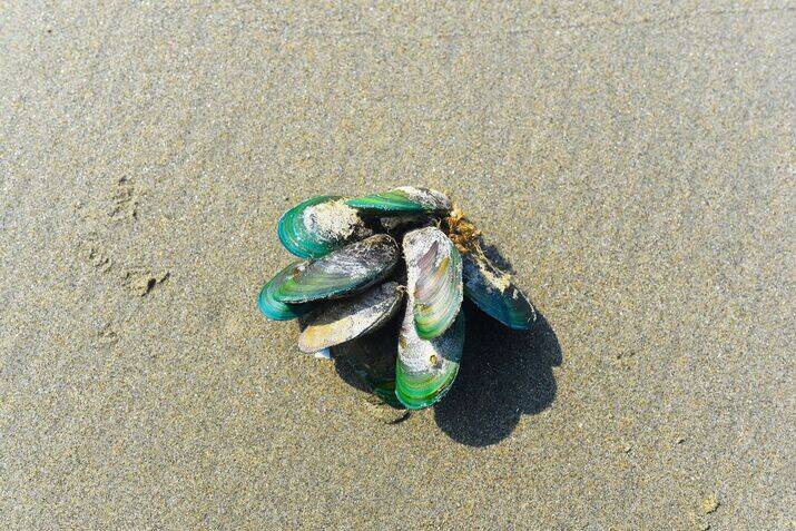 green mussels optimized 100