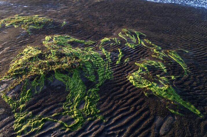 sea weed 3 optimized 100