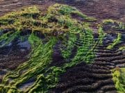 Seaweed Farming: A Master Plan for the Blue Economy