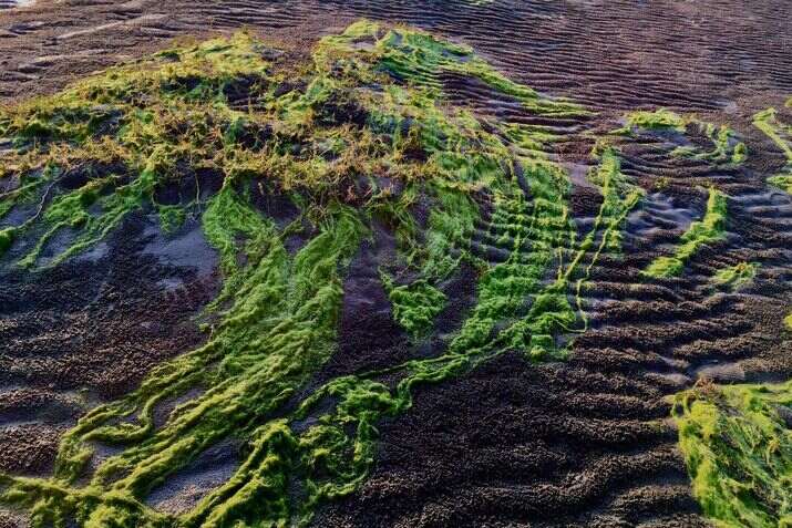 sea weed 4 optimized 100