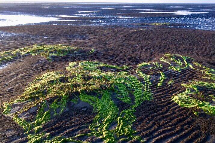 sea weed optimized 100