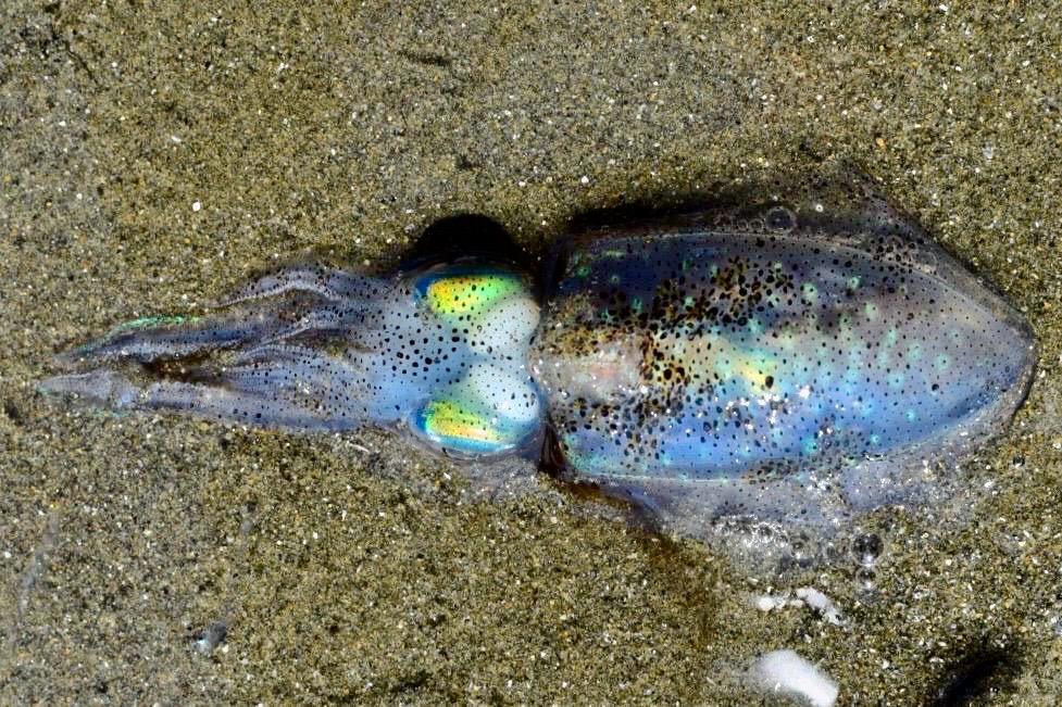 Cattlefish